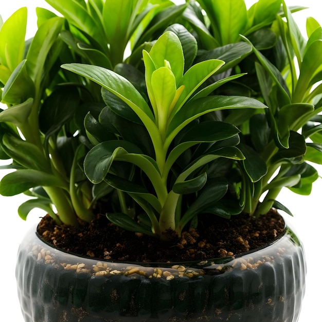 Foto una planta con hojas verdes en una olla negra