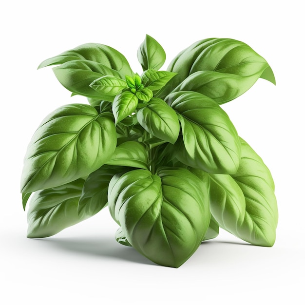 Una planta con hojas verdes y la palabra albahaca
