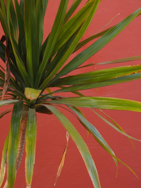 Una planta con hojas verdes y la palabra palm.