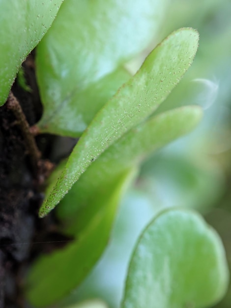 Una planta con hojas verdes y la palabra "su" en ella.