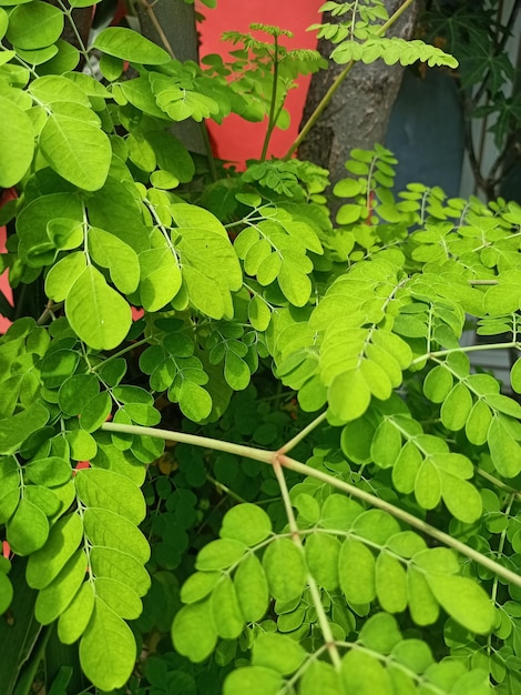 Foto una planta con hojas verdes y una pared roja detrás.