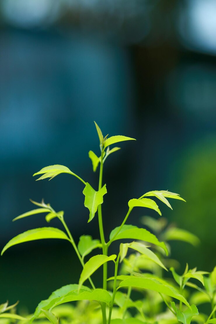 Una planta con hojas verdes que está creciendo frente a una cascada