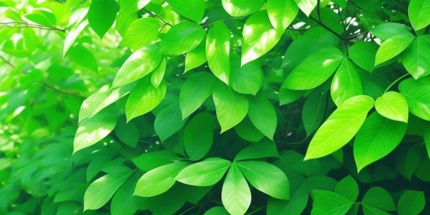 Una planta con hojas verdes que está creciendo.