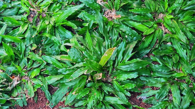 una planta con hojas verdes que está en una olla.