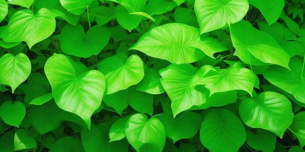 Una planta de hojas verdes que se llama 'kale'.