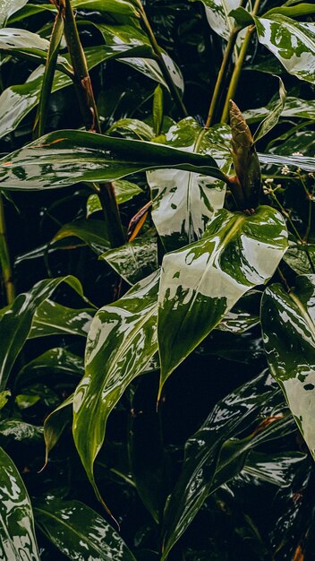 Foto una planta con hojas verdes que tiene agua en ella