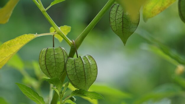 Foto una planta con hojas verdes que tiene el número 3 en ella