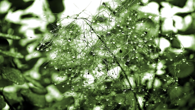 Planta de hojas verdes con rocío Foto