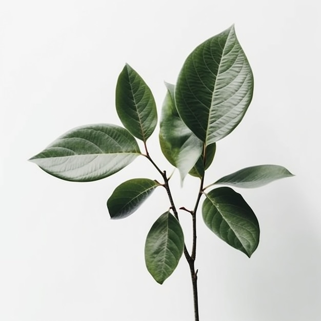 Una planta con hojas verdes sobre un fondo blanco.