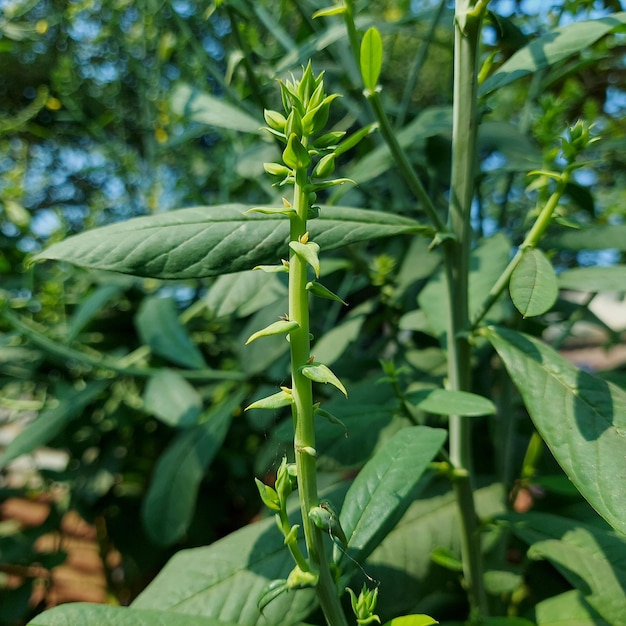 Una planta con hojas verdes y un tallo con tallo verde.