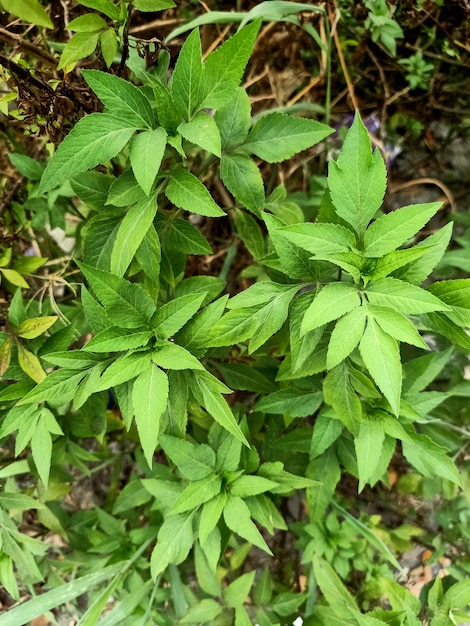 Una planta con hojas verdes.