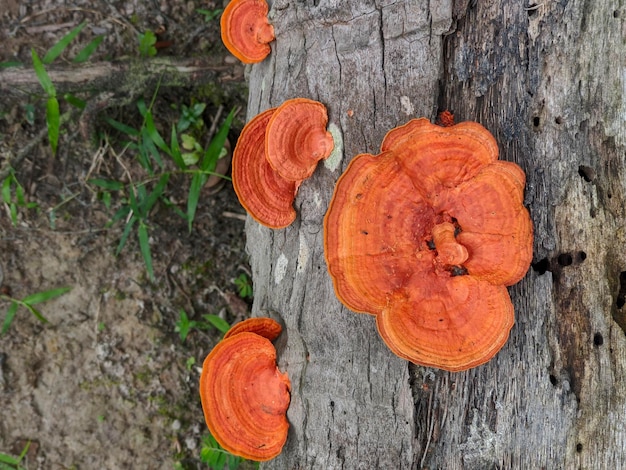 Planta de hongos Macro ppycnoporus sanguineus