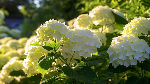 planta de hortensias