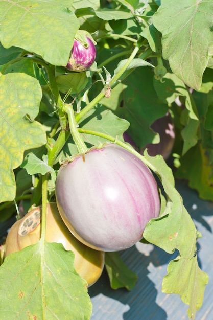 Planta de huevo que crece en la granja