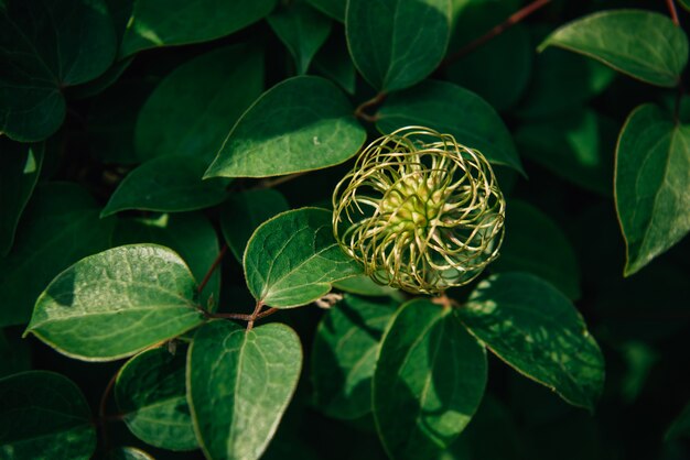 Planta incrível com botões e folhas verdes