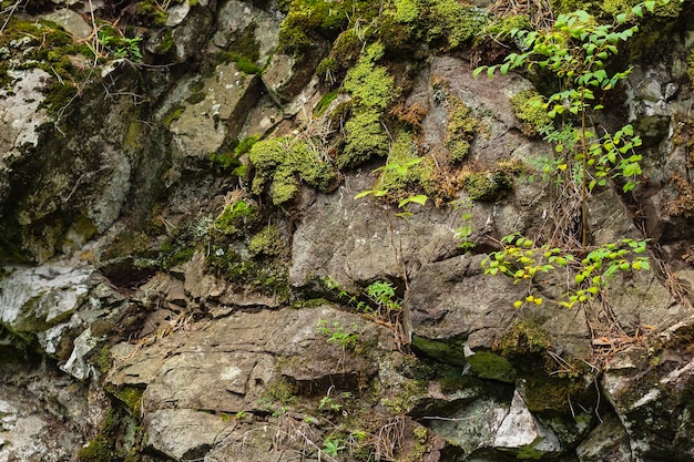 Planta incrível cresce na rocha com espaço para cópia Vegetação rica das terras altas