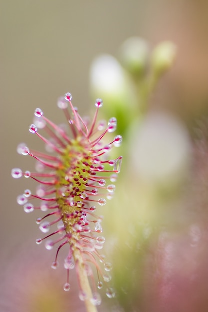 planta insectívora en la naturaleza