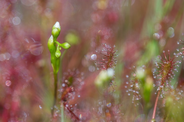 planta insectívora en la naturaleza