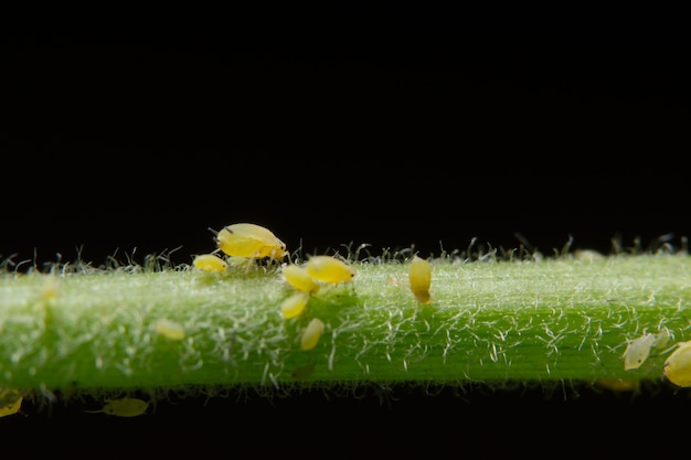 planta, insecto de la mariquita