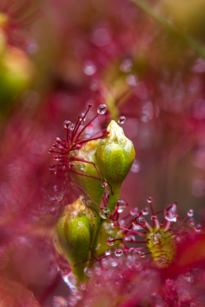 Planta insetívora na natureza