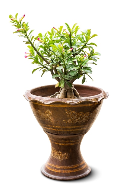 Planta de interior Adenium para decoración en maceta.