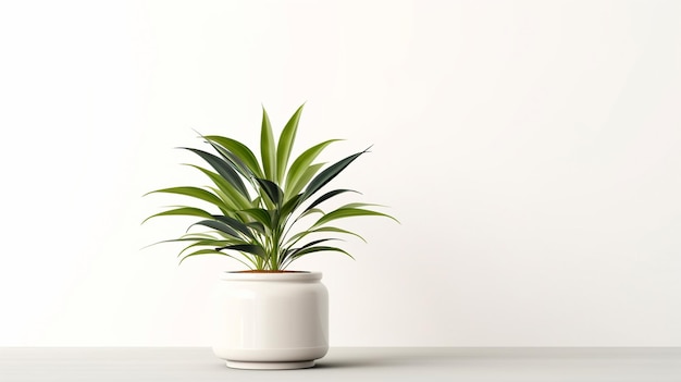 Planta de interior blanca en una maceta blanca sobre un fondo blanco.