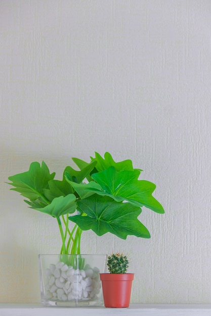 Planta de interior y cactus en macetas lindo en estante de madera en la pared blanca con espacio de copia. Diseño de decoración de estilo minimalista.