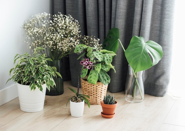 Planta de interior en casa. Diferentes plantas de la casa en el piso.