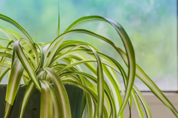 Planta de interior de clorofito en una olla de primer plano sobre un fondo azul