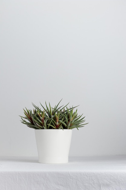 Planta de interior en crecimiento en una maceta sobre una mesa blanca