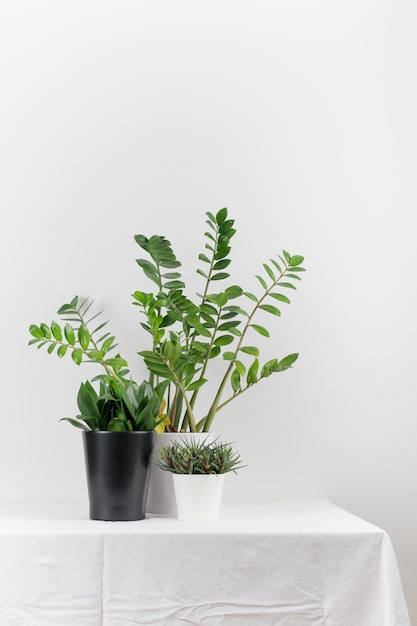 Planta de interior en crecimiento en una maceta sobre una mesa blanca