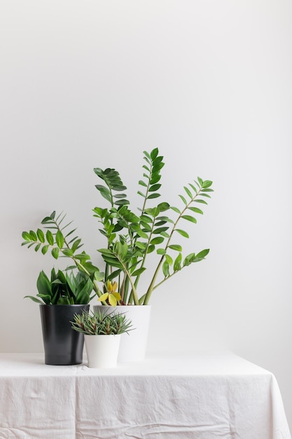 Planta de interior en crecimiento en una maceta sobre una mesa blanca