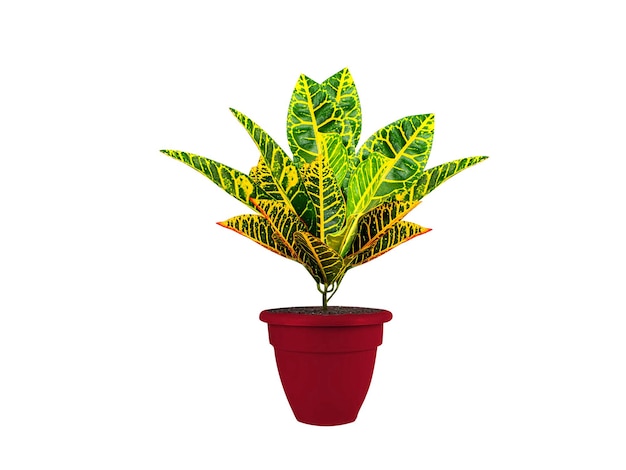 planta de interior de croton o rushfoil en un fondo blanco aislado