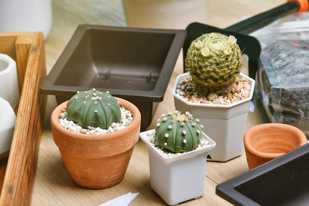 Planta de interior para la decoración del hogar Replantación de herramientas de jardinería de árboles Plantación de cactus en una maceta pequeña Estilo de vida de la ciudad Hobby y recreación