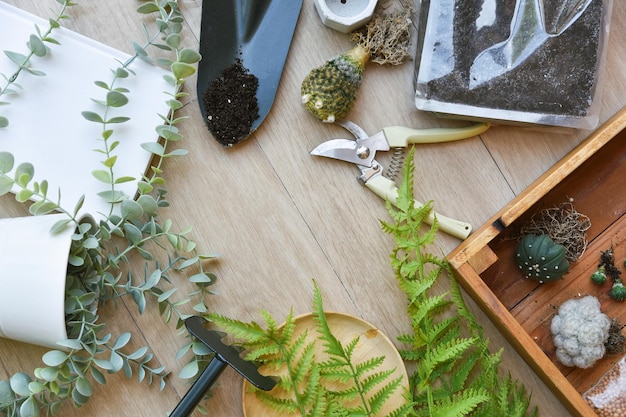 Planta de interior para la decoración del hogar Replantación de herramientas de jardinería de árboles Plantación de cactus en una maceta pequeña Estilo de vida de la ciudad Hobby y recreación