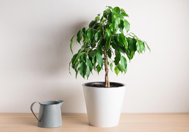 Planta de interior Ficus con tallo trenzado y regadera de metal