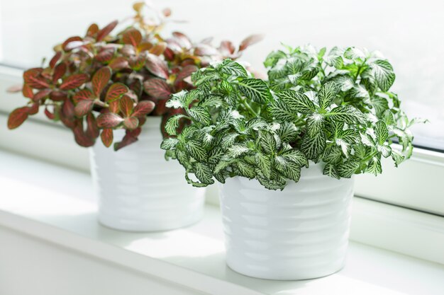 Planta de interior fittonia albivenis en maceta blanca