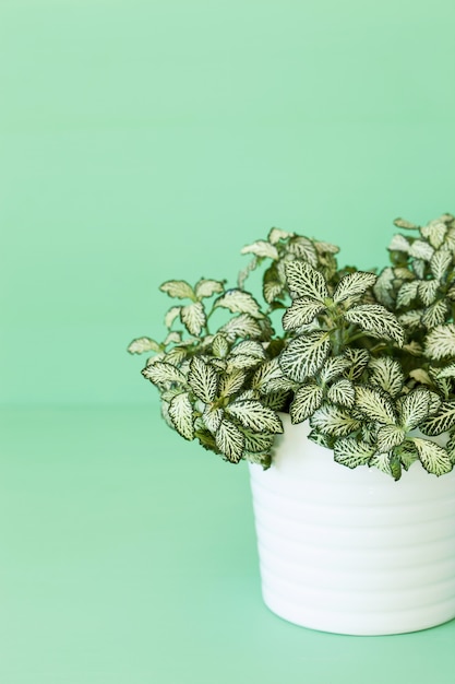 Planta de interior fittonia albivenis en maceta blanca