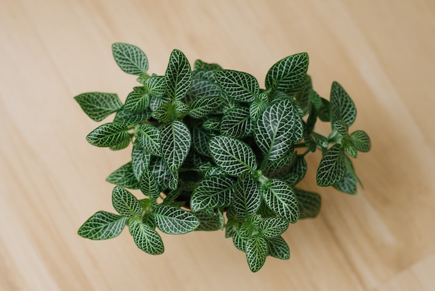 Planta de interior fittonia con rayas blancas en el piso de madera