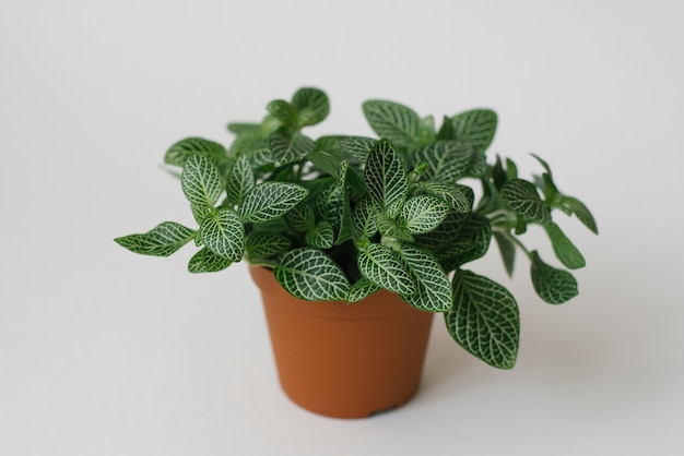 Planta de interior fittonia verde oscuro con rayas blancas en una maceta marrón sobre un blanco