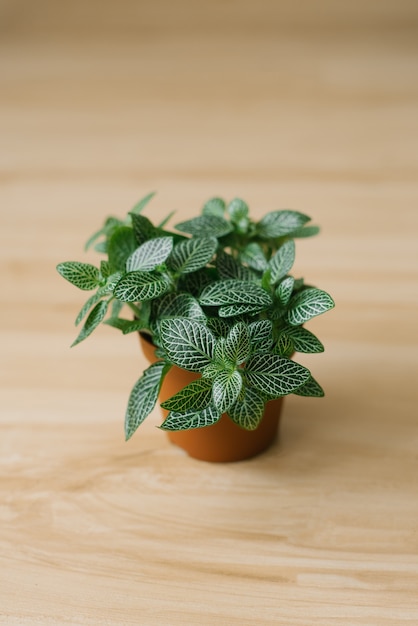 Planta de interior fittonia verde oscuro con rayas blancas en una maceta marrón sobre un fondo beige