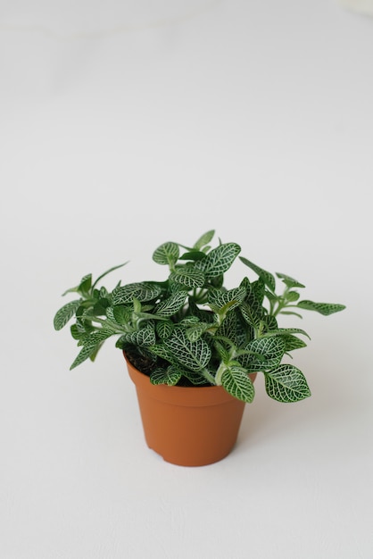 Planta de interior fittonia verde oscuro con rayas blancas en una maceta marrón sobre un fondo blanco.