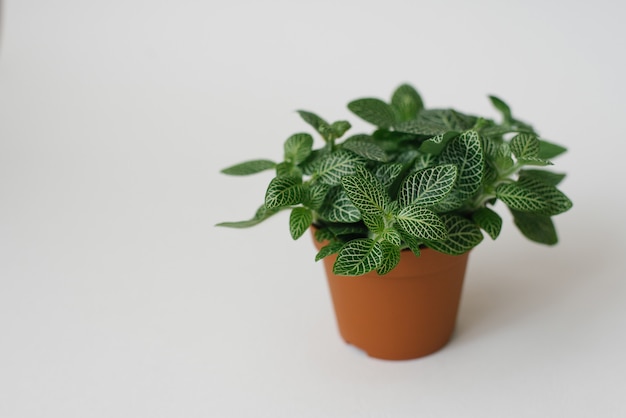 Planta de interior fittonia verde oscuro con rayas blancas en una olla marrón sobre un fondo blanco.