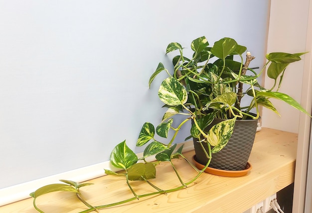 Planta de interior de Golden pothos o Devils ivy plant o Sirih Gading Epipremnum aurum Interior de la casa