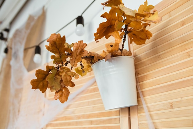 Planta de interior con hojas secas en la pared de madera con telaraña artificial