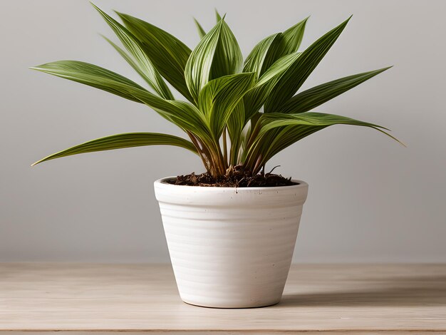 Planta de interior en maceta aislada en fondo blanco brillante planta interior decorativa imagen generada por AI