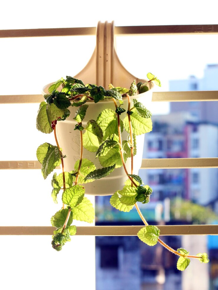 Planta de interior en una maceta en el alféizar de la ventana Decoración del hogar