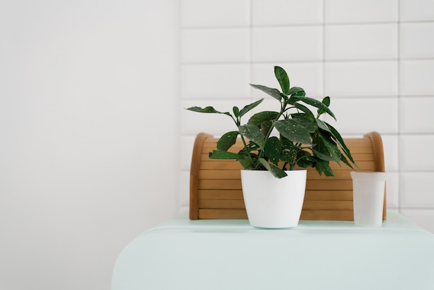 Una planta de interior en una maceta blanca está en la casa. El interior de la habitación en estilo escandinavo.