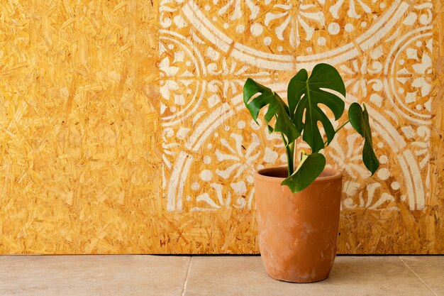 Planta de interior en una maceta con imagen de mandala en la pared de madera