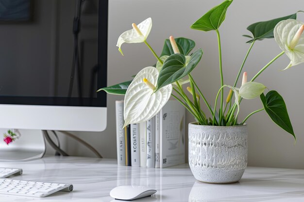 Planta de interior en maceta en la mesa junto a la computadora y el teclado